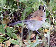 Brown-crowned Tchagra