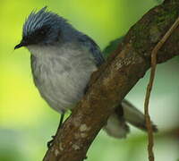 White-tailed Blue Flycatcher