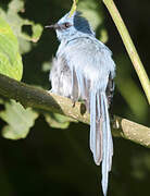 African Blue Flycatcher