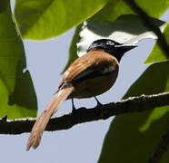 African Paradise Flycatcher