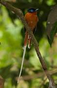 Malagasy Paradise Flycatcher