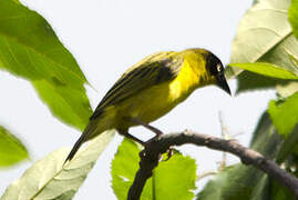 Baglafecht Weaver