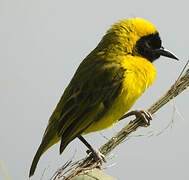 Slender-billed Weaver