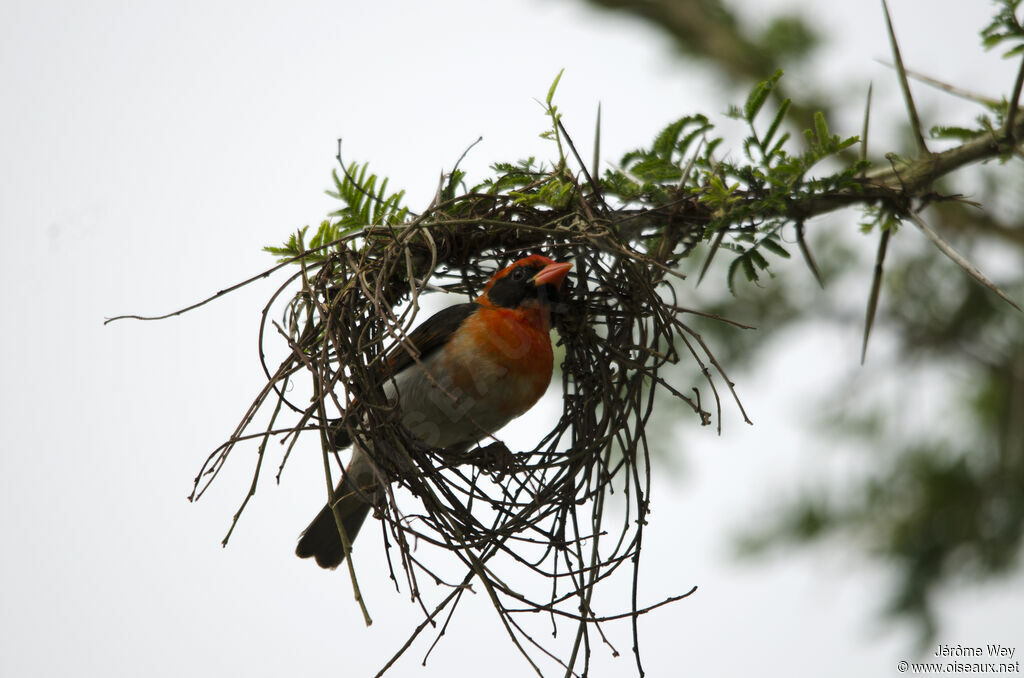 Red-headed Weaver