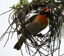 Red-headed Weaver