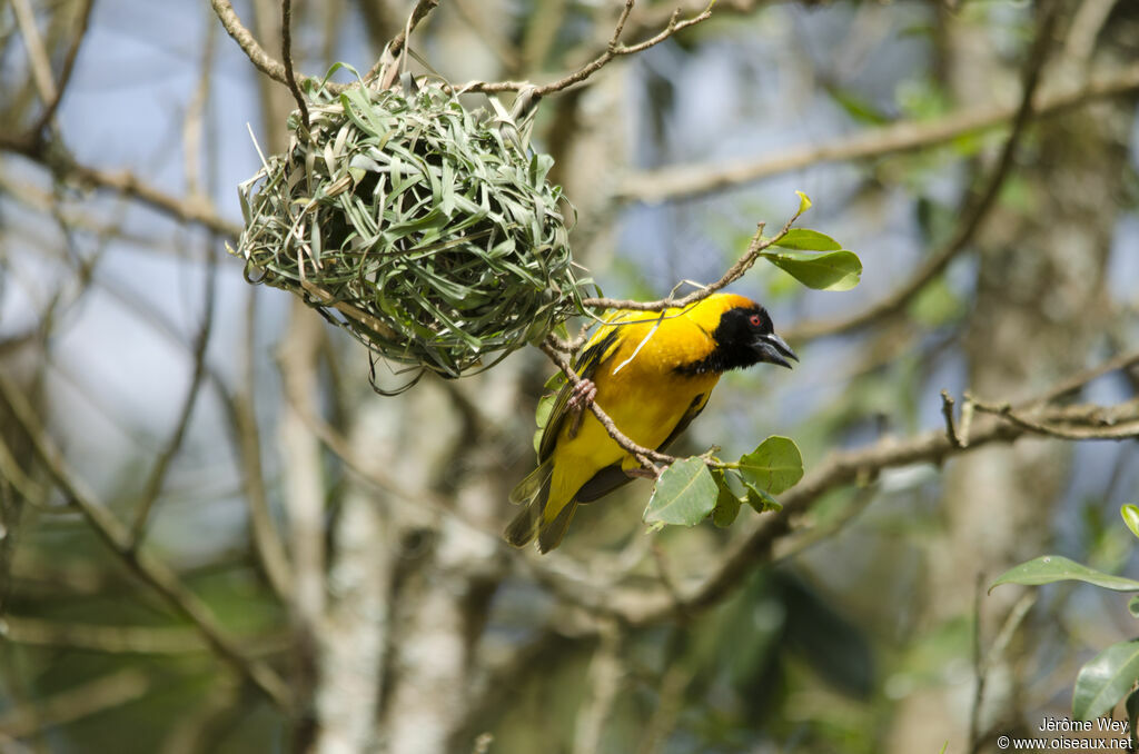 Village Weaver