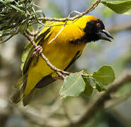 Village Weaver