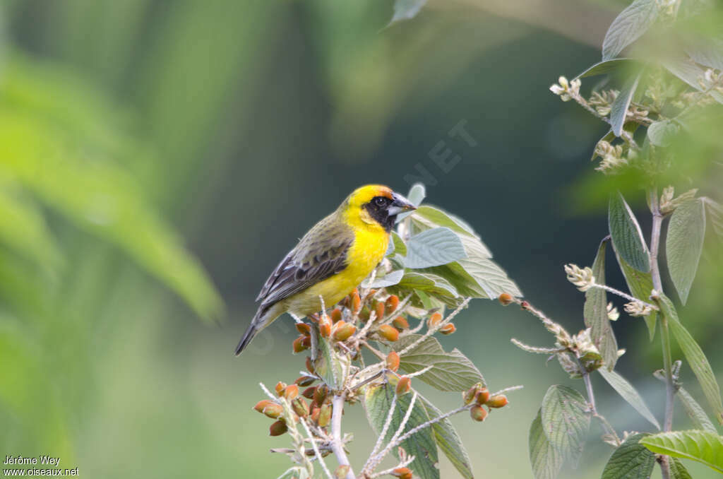 Compact Weaver male adult, identification