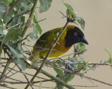 Lesser Masked Weaver