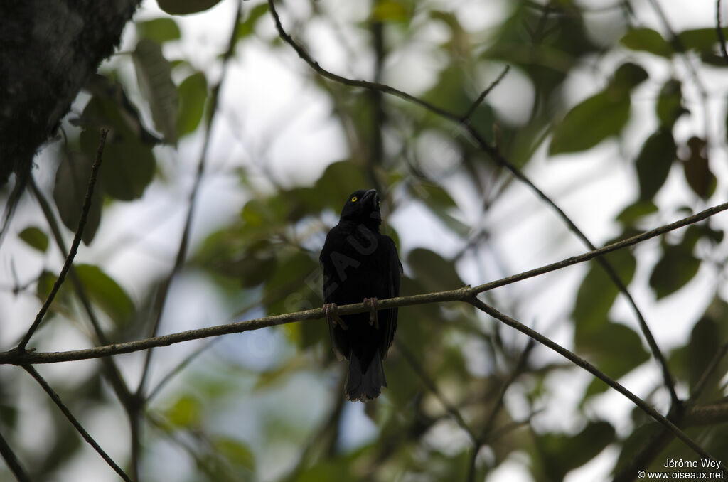 Vieillot's Black Weaver