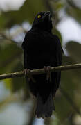 Vieillot's Black Weaver