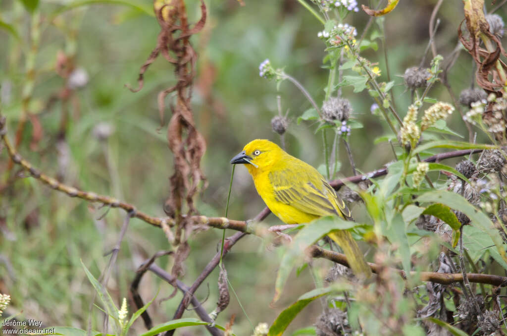 Holub's Golden Weaver male adult breeding, Reproduction-nesting