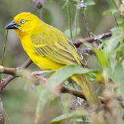 Holub's Golden Weaver