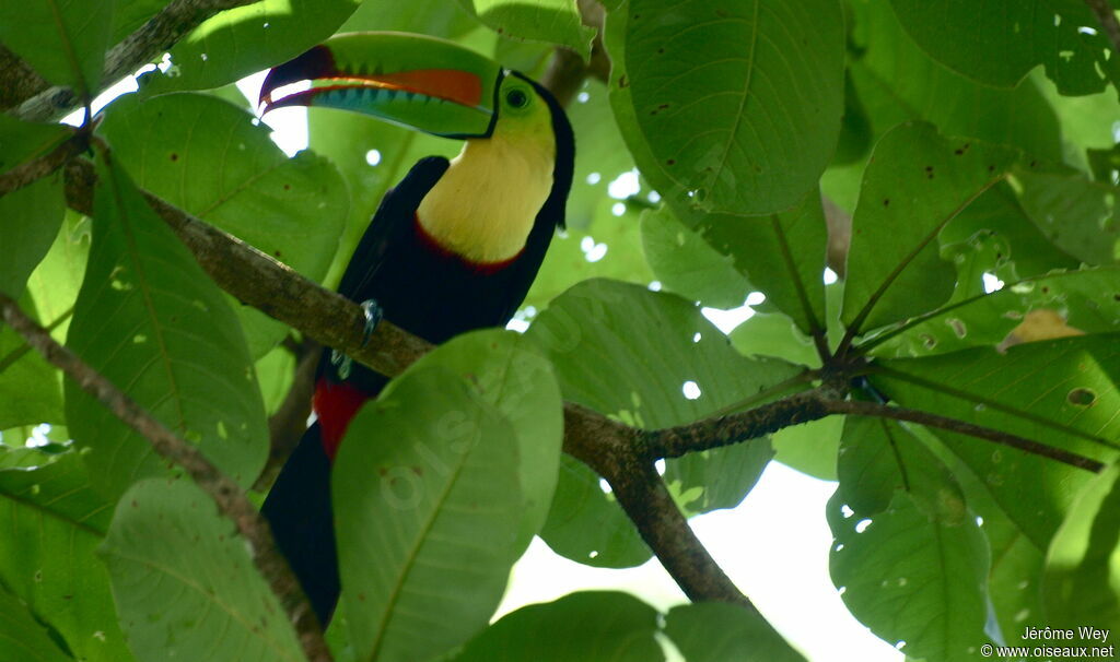 Toucan à carène