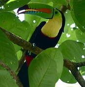 Toucan à carène