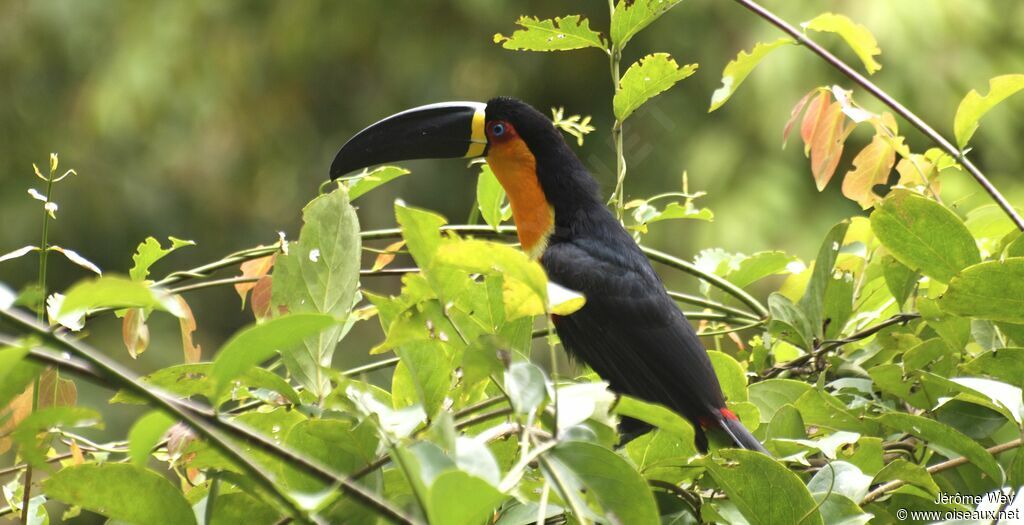 Toucan vitellin