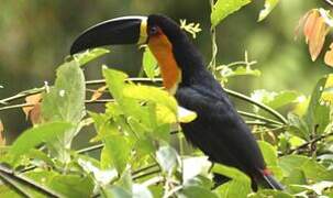 Channel-billed Toucan