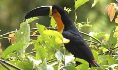 Toucan vitellin