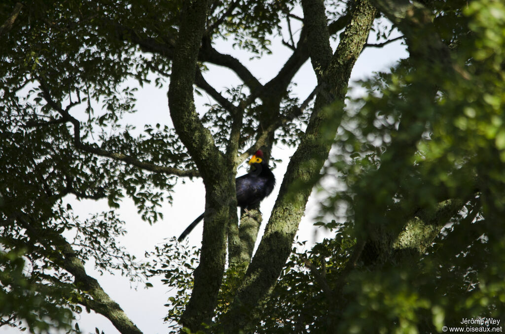 Ross's Turaco