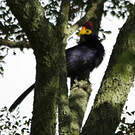 Touraco de Lady Ross