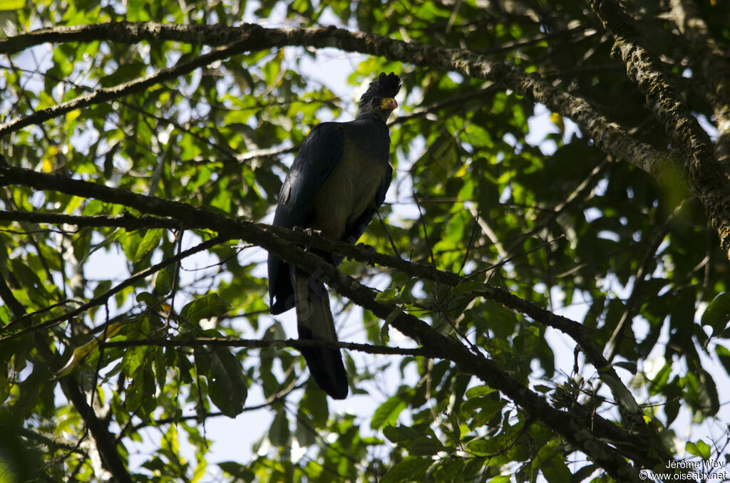 Great Blue Turaco