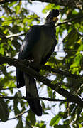 Great Blue Turaco