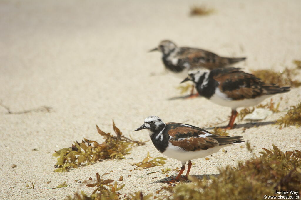 Ruddy Turnstone