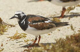 Ruddy Turnstone