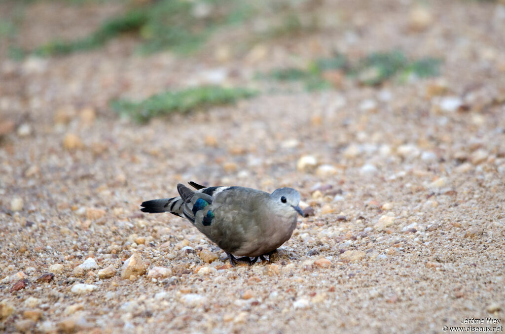 Emerald-spotted Wood Dove