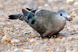 Emerald-spotted Wood Dove