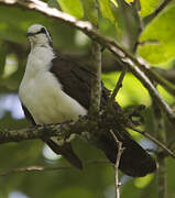 Tambourine Dove