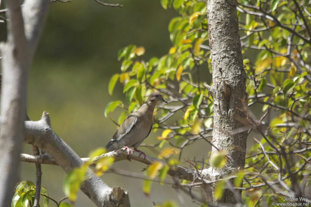 White-winged Dove