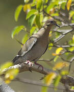 White-winged Dove