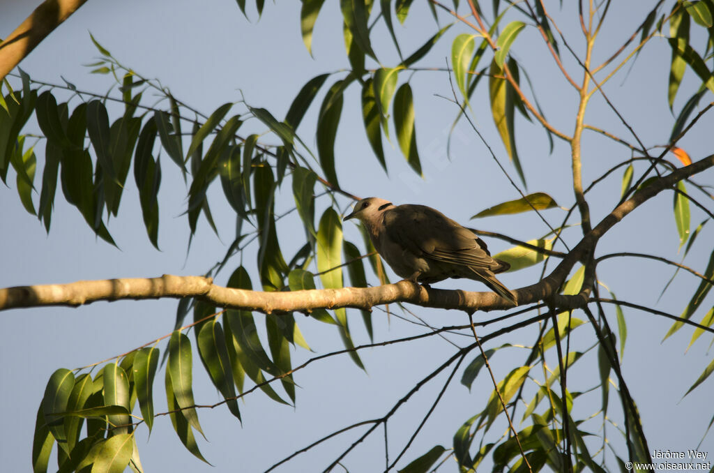 Red-eyed Dove