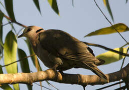 Red-eyed Dove