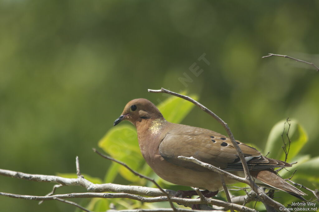 Zenaida Dove