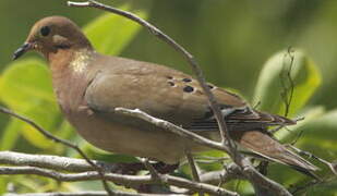 Zenaida Dove