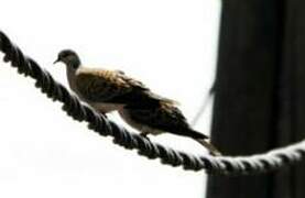 European Turtle Dove