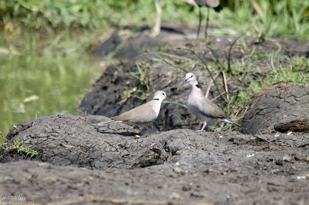 Ring-necked Doveadult breeding