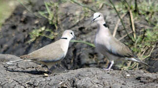 Ring-necked Dove