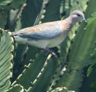 Laughing Dove