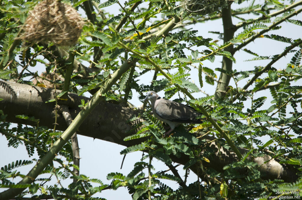 Mourning Collared Dove