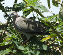 Mourning Collared Dove