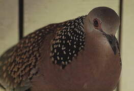 Spotted Dove