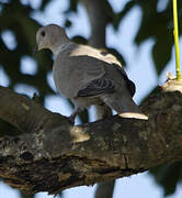 Eurasian Collared Dove