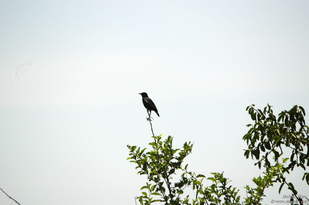 Sooty Chat