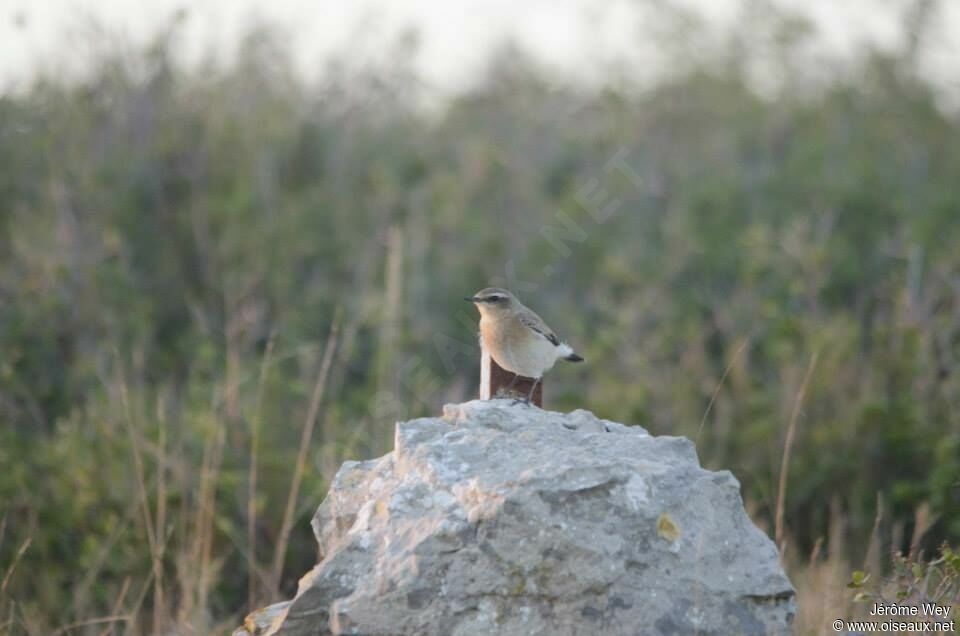 Northern Wheatear