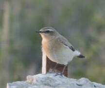 Northern Wheatear