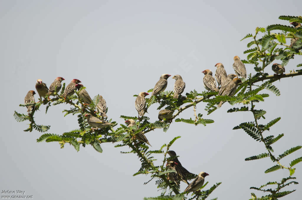 Travailleur à bec rougeadulte, habitat, Comportement