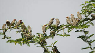 Red-billed Quelea